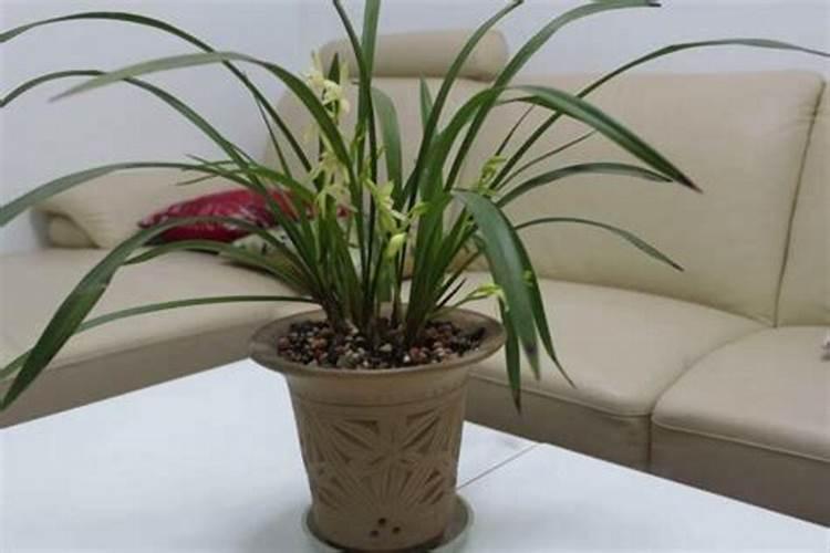 月季假植多久可以定植 月季假植的定植时间是多久？
