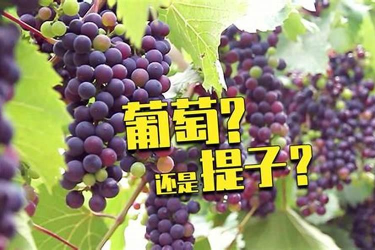 葡萄成熟后颜色上不去不着色是什么原因？喷什么叶面肥上色快？