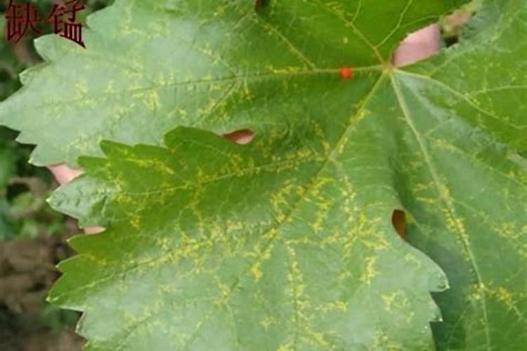 葡萄如何使用叶面肥？