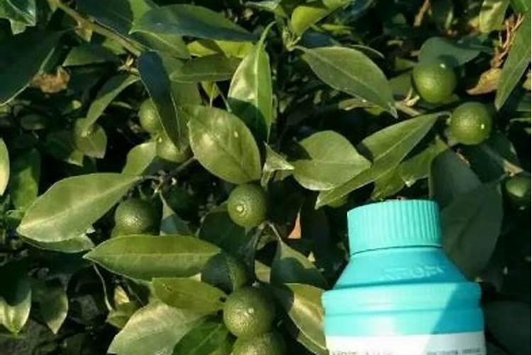 柑橘喷施叶面肥有哪些讲究？