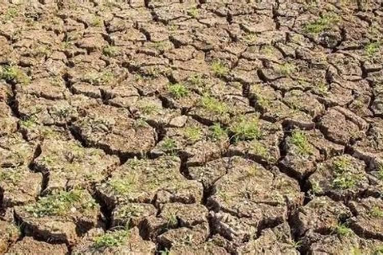 长蔓不结果是因为什么肥