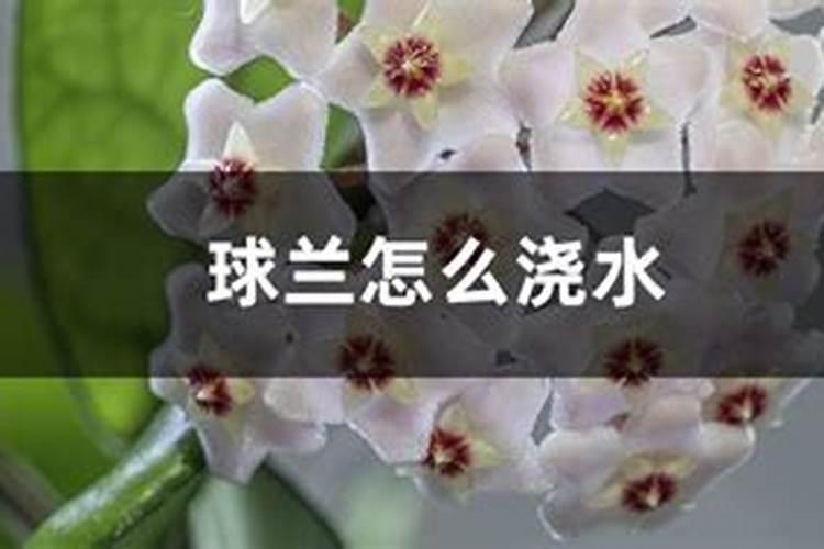 球兰施什么肥最好