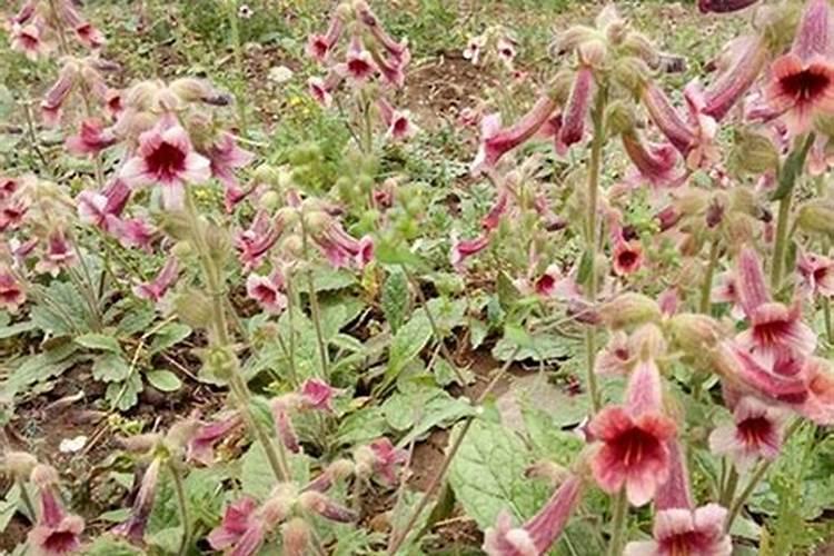 地黄种植产量很关键,怎么才能提高地黄种植产量？