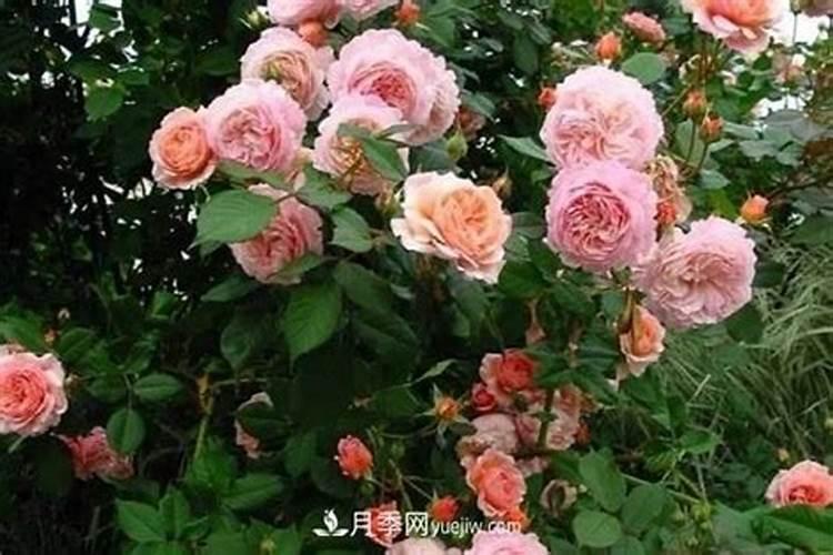 月季花怎么使用复合肥