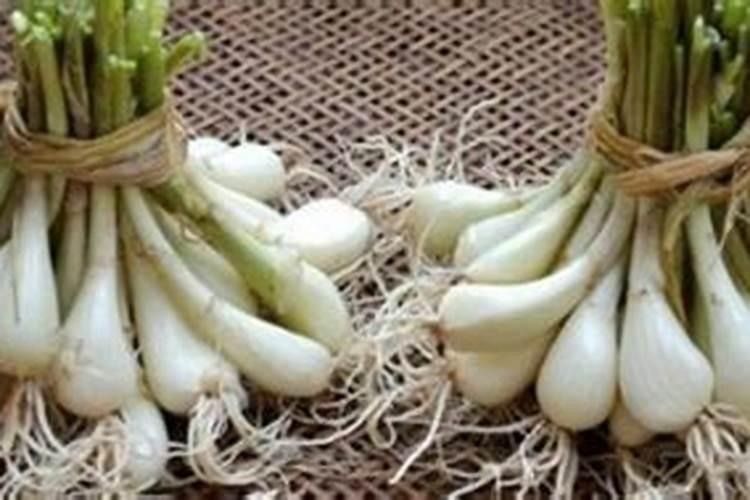 狗狗吃微量元素还需要吃钙片吗