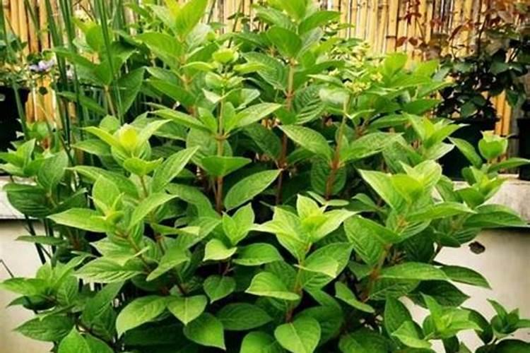 艾叶灰可以浇肉肉花花吗？