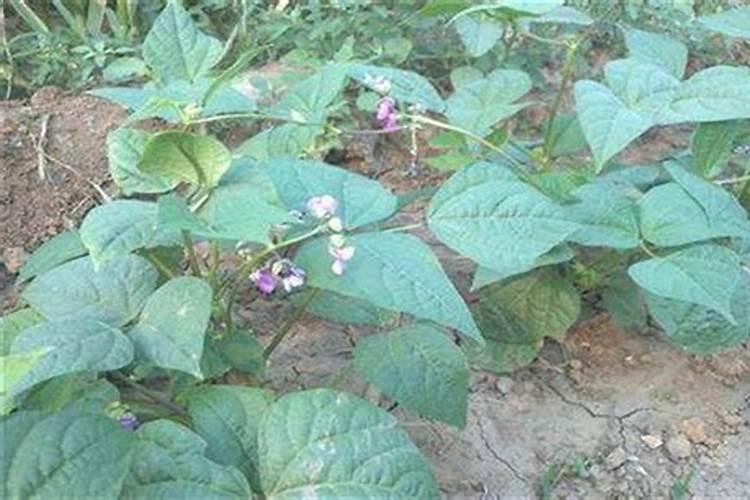 芸豆花期打什么叶面肥