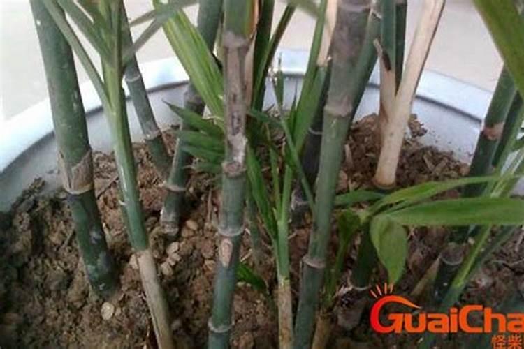 毛竹怎样施肥