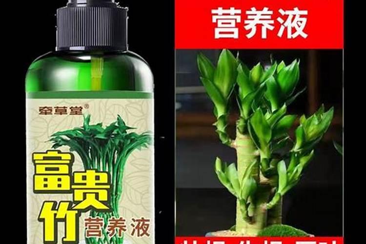 盆栽竹子叶子尖干枯叶子发黄