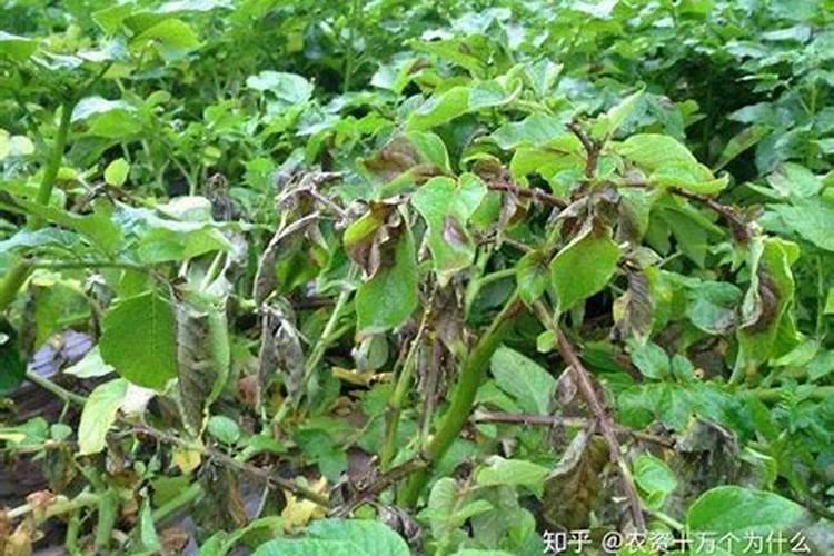 有青苔了可以用磷肥肥水吗