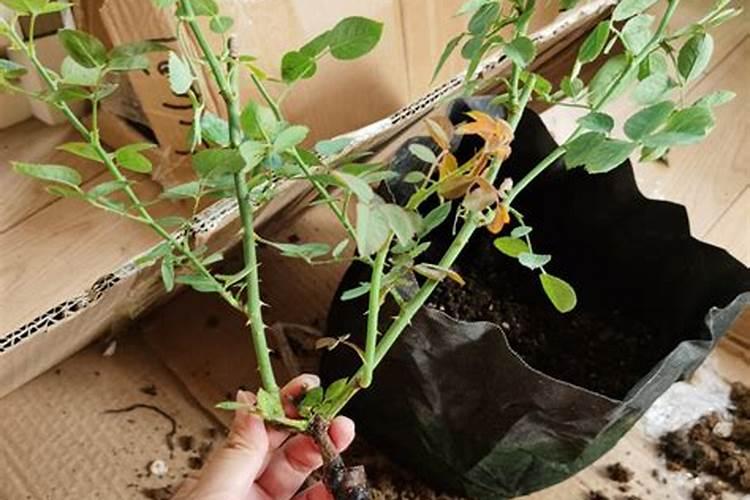 三角梅专用肥可以给茶花吗