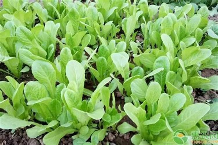 种菜用农家肥好还是化肥好