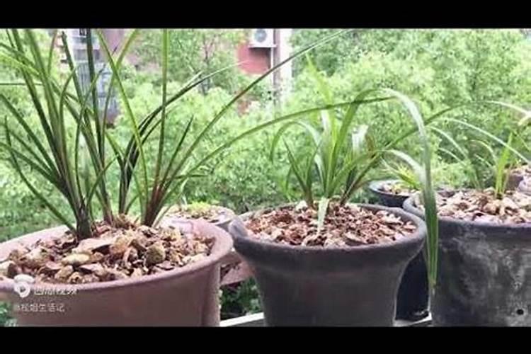 兰花施肥用什么肥料最好