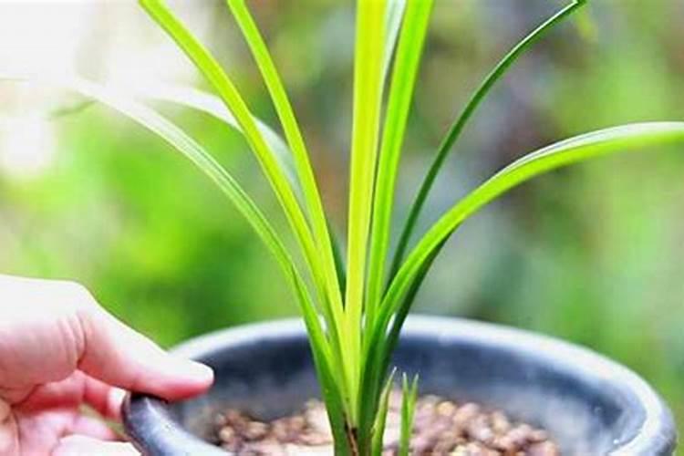 怎样给兰花加肥？