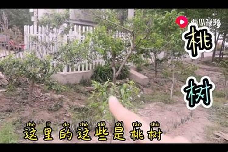 水溶肥多久可以被果树吸收