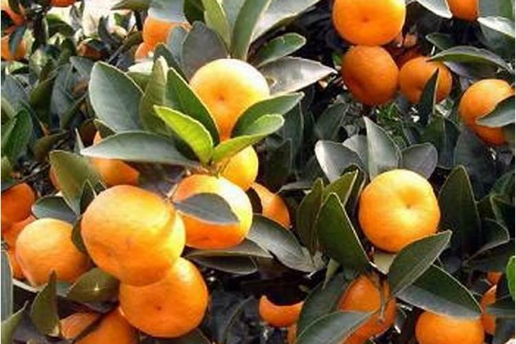 盆栽荷花如何施肥,磷钾肥为主氮肥为辅