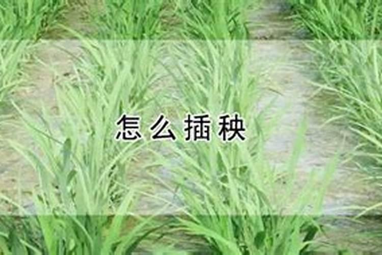 过磷酸钙适合哪些植物,怎么用最好