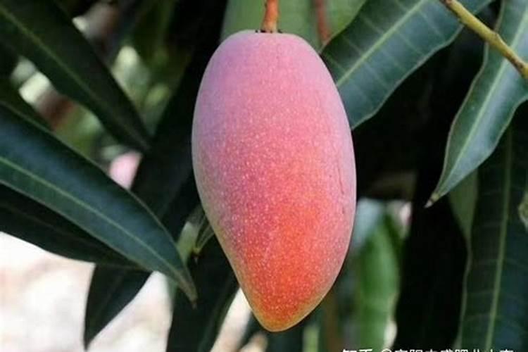 芒果树用什么肥料最好