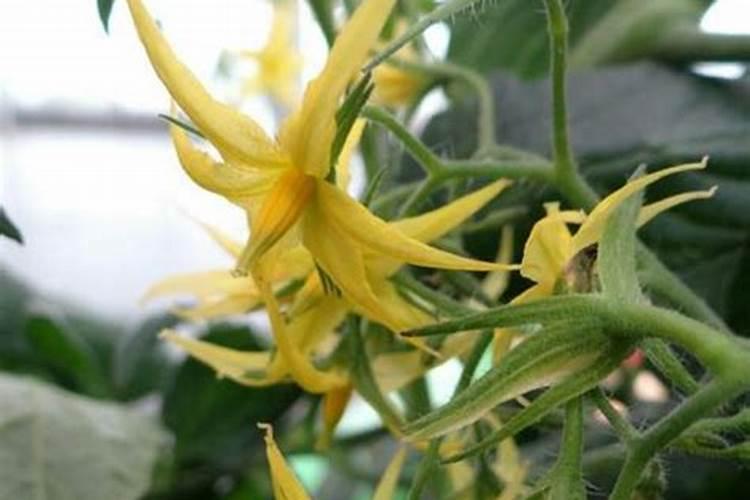 西红柿花期能喷施叶面肥吗