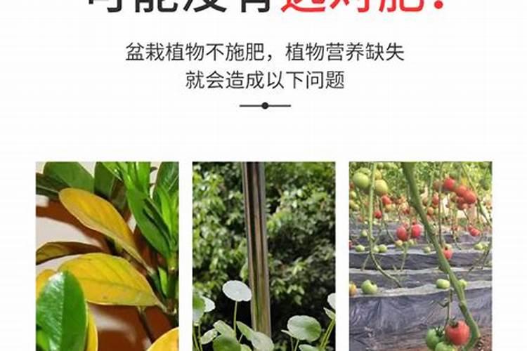 简述水田应大力提倡深施或粒施铵态氮肥的原因