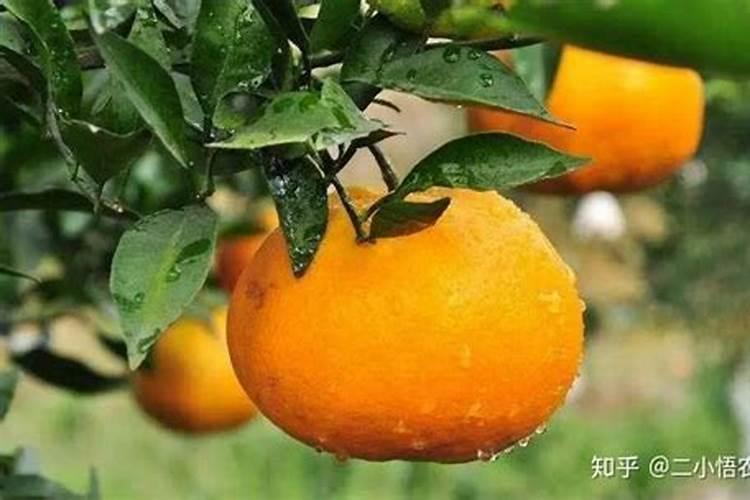 火龙珠怎么养长的好