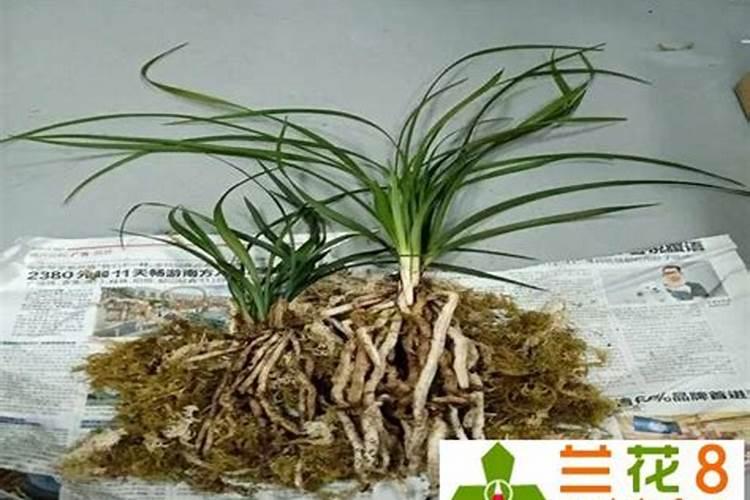 短叶虎皮兰施什么肥