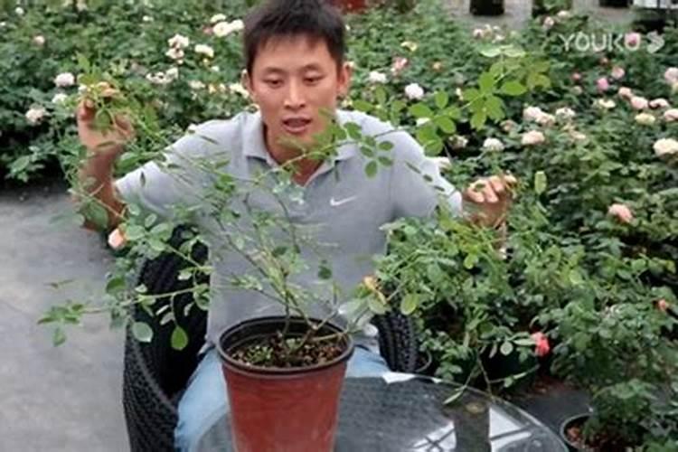氮、磷、钾三种化肥的区别方法
