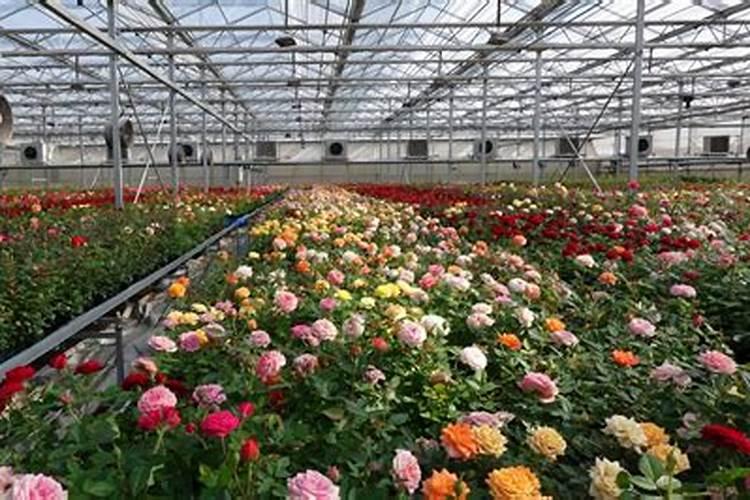 花卉专用肥料;哪儿能买到正品的花肥