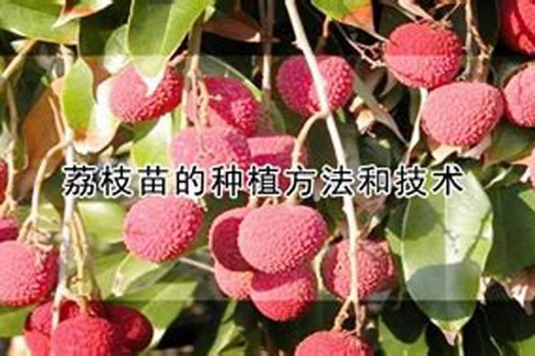 栀子花氮肥有哪些