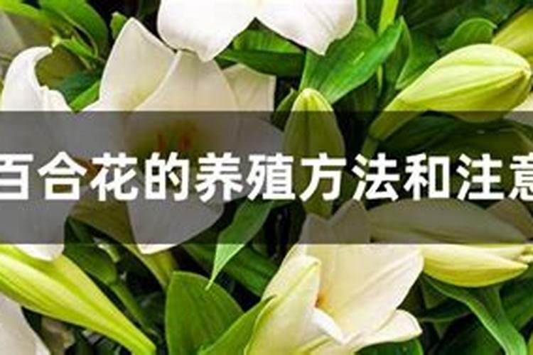 百合花因施肥过多叶黄了还能活吗