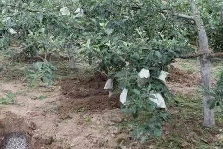 苹果树春天适合用什么肥？