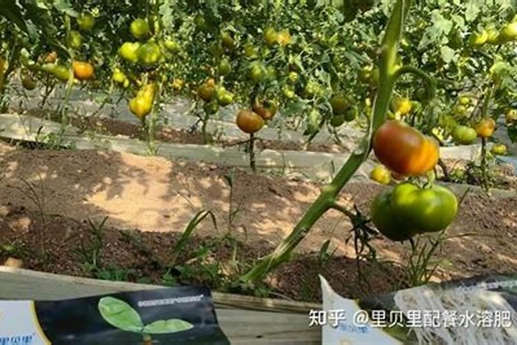 氮肥常见施用方法