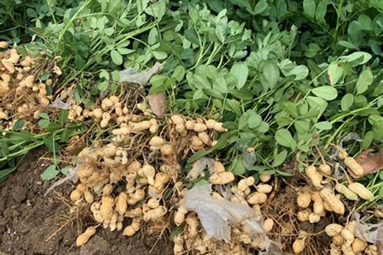 花生用什么肥料最好高产