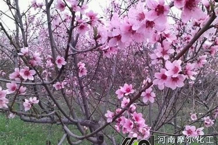 抑制葫芦生长的农药有哪些？谢谢