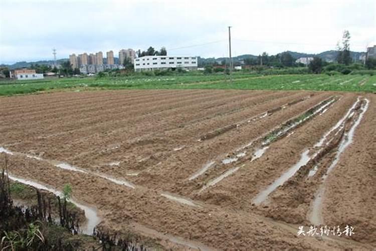 大田里栽的枫树叶子在六月份就变黄了,怎么让转绿色？