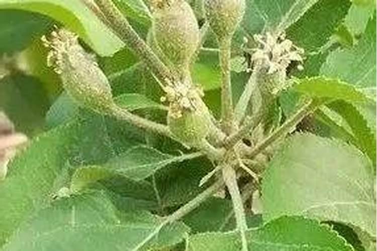 兰花喜欢什么肥料