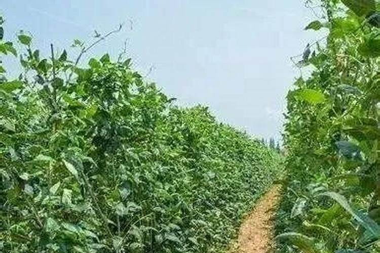 种豆角用什么肥料最好 种豆角用磷酸二氢钾肥可以吗