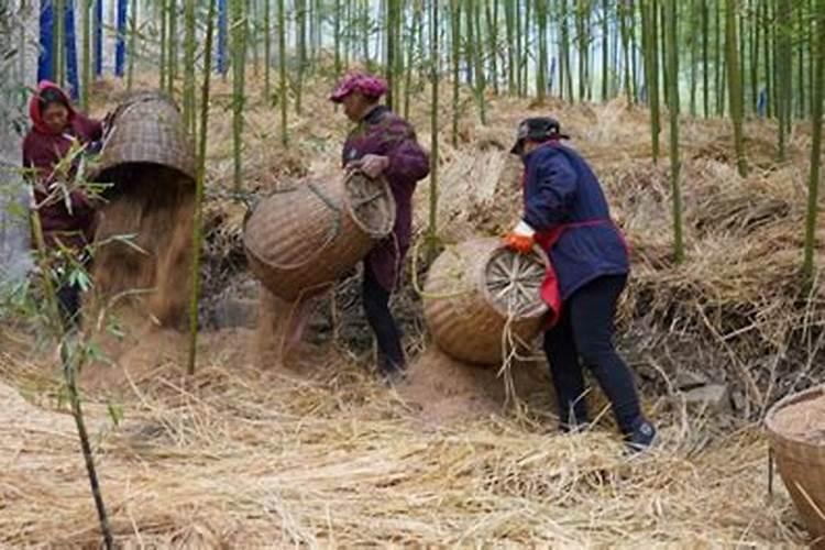 烟叶怎样种植 烟叶栽培种植技术