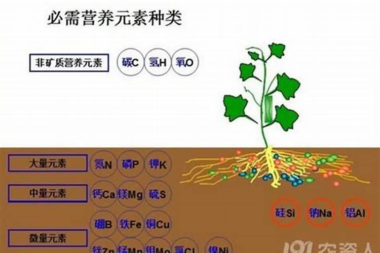 玉米苗期喷什么叶面肥