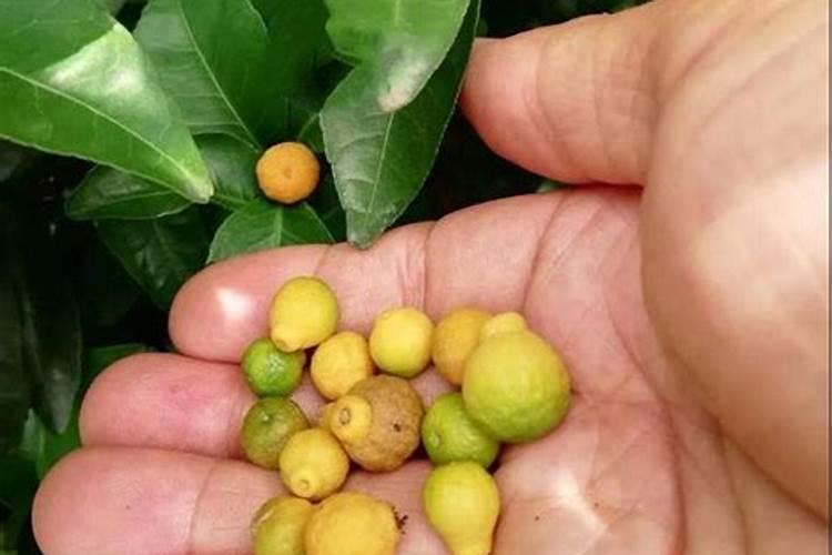 农业中常用的三种磷肥是？