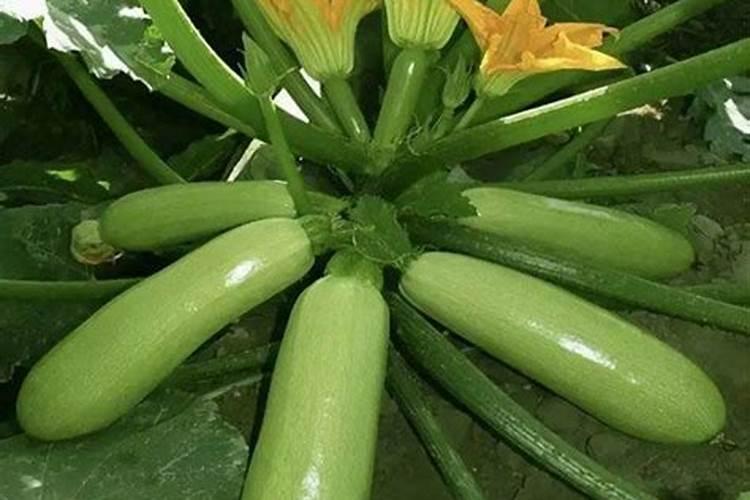 期货交易小知识  菜粕的用途