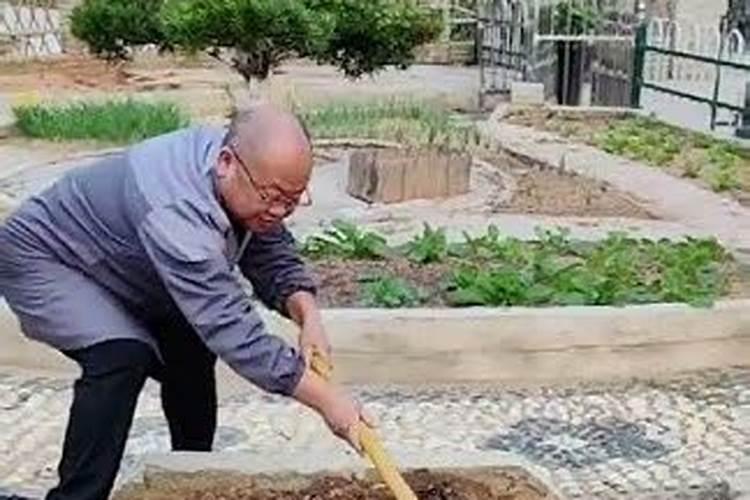 钾肥用作底肥集中施用于种油菜有益吗？