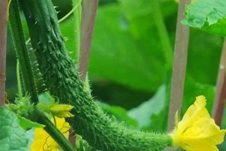 黄腐酸钾正确兑水方法