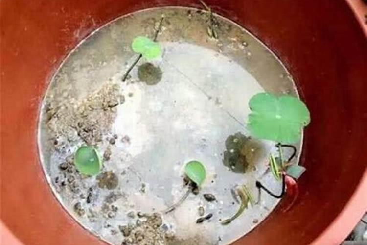 莲藕用什么肥料产量高