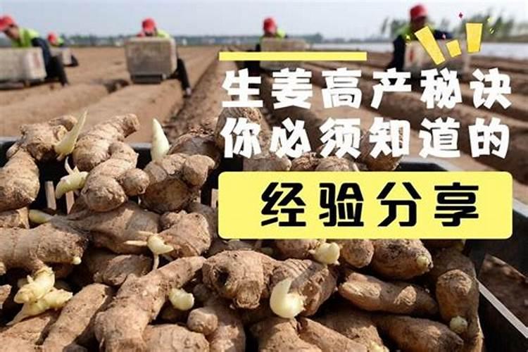 大姜冲施肥用哪些？