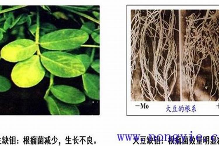 西兰花苗的功效是什么