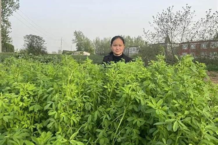 橙子下面的小橙子能不能吃