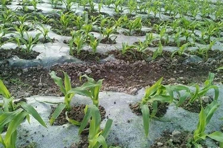 种菜肥料上多了怎么办