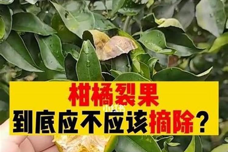 种植柑橘,肥料怎么用才能提高产量
