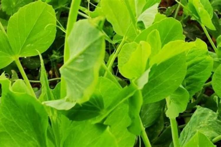 阳台豌豆的种植方法